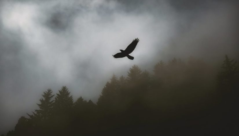 black hawk soaring