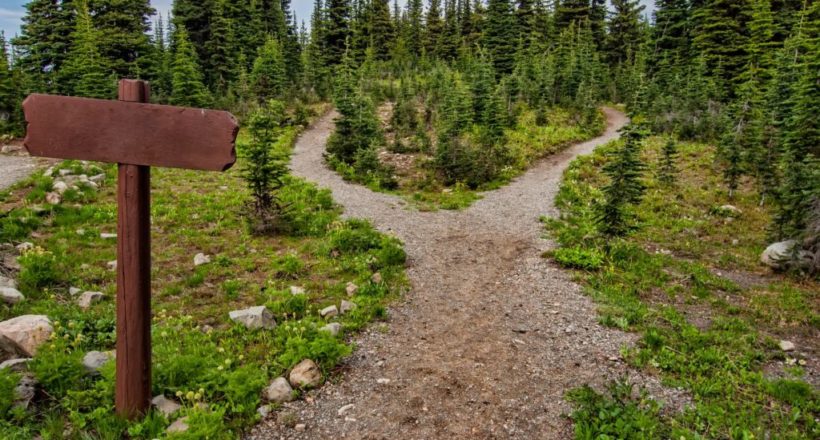 photo of pathway surrounded by fir trees